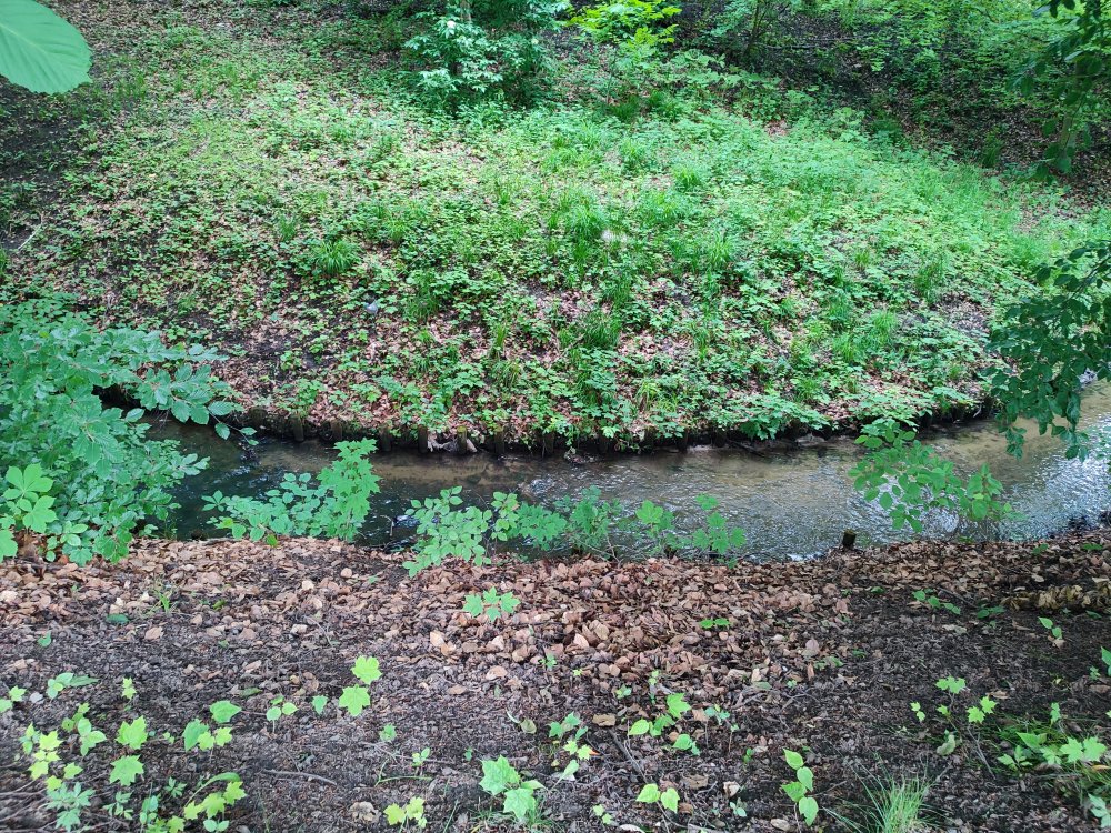 A Photo of Orunia Stream Viewed From the Northern Path